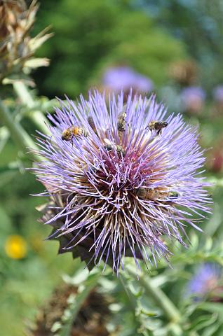 Muenchen 2011 466.jpg - München Botanischer Garten